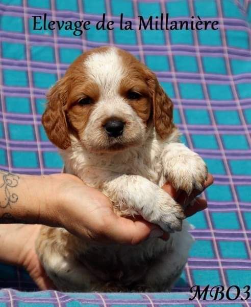 De La Millaniere - Epagneul Breton - Portée née le 08/07/2019